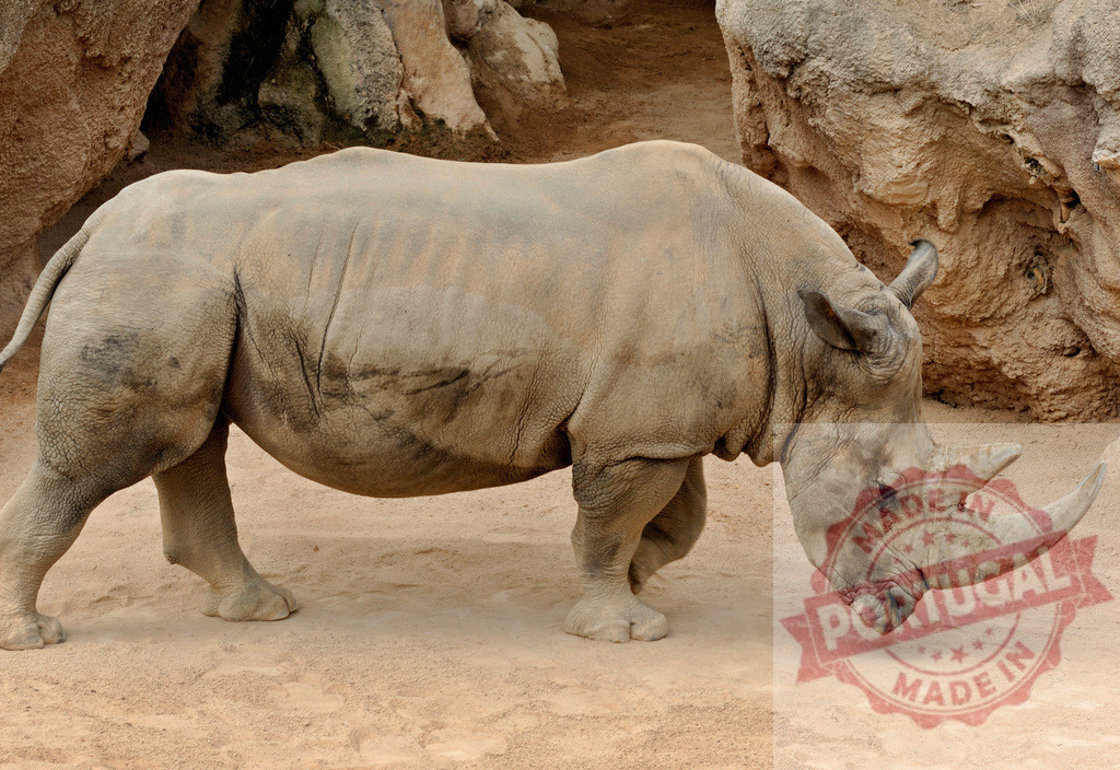 White rhinoceros grazing on arid savanna ground | White rhinoceros walking, head down, on sandy ground with rocky background - Realisiert mit Pictrs.com