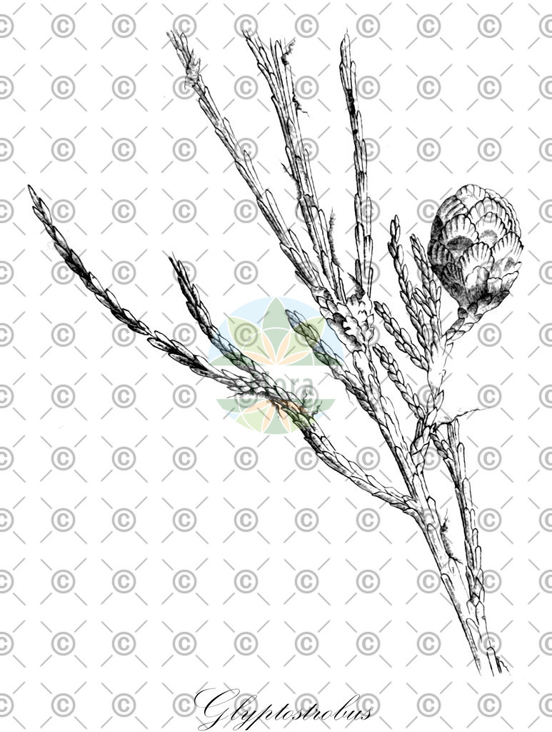 HistAbb_EMP_128612_SRC_Schlechtendal_FLORAD_SIMPLE | Historische Abbildung von Glyptostrobus - Cupressaceae | Historical Illustration of Glyptostrobus - Cupressaceae