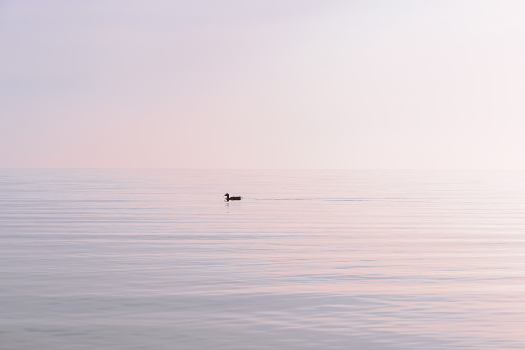Einzelne Ente im Pastelllicht – Minimalistische Meeresfotografie | Eine einzelne Ente gleitet über das ruhige Meer, dessen Oberfläche in zarten Pastellfarben schimmert und eine sanfte, fast poetische Stimmung erzeugt. Die weiche Lichtstimmung und die klare Horizontwirkung verleihen dem Motiv eine stille Präsenz, die sowohl beruhigend als auch kontemplativ wirkt. Die minimalistische Komposition betont die Weite des Wassers und die stille Eleganz des Moments, wodurch das Bild eine besondere Tiefe und emotionale Klarheit erhält. Dieses Fine‑Art‑Wandbild bringt eine subtile, hochwertige Ruhe in moderne Räume.
