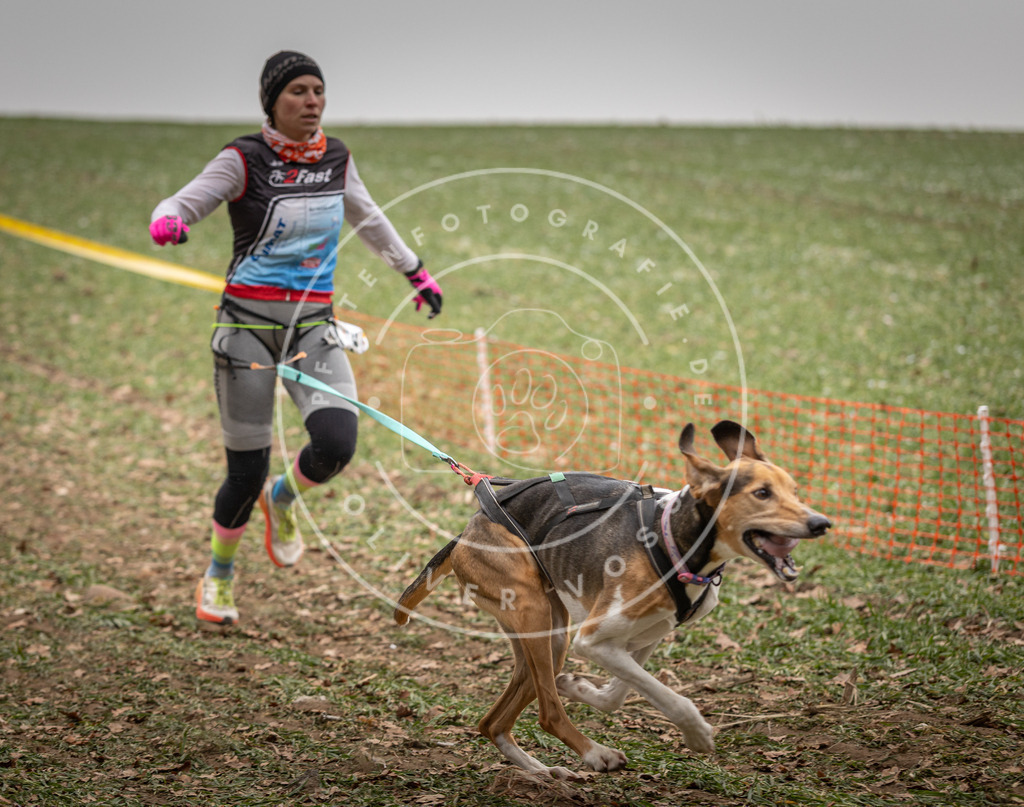 Pfotenfotografie_DV3A4947 | Hundefotografie, Tierfotograf, Pfotenfotografie, Fotoshooting Hund, Hunde Portrait, Hundesport, Hundeportraits, Heideshooting, Hunde, Sportfotograf, Hundefotograf, Turnierhundsport, THS,  - Realisiert mit Pictrs.com