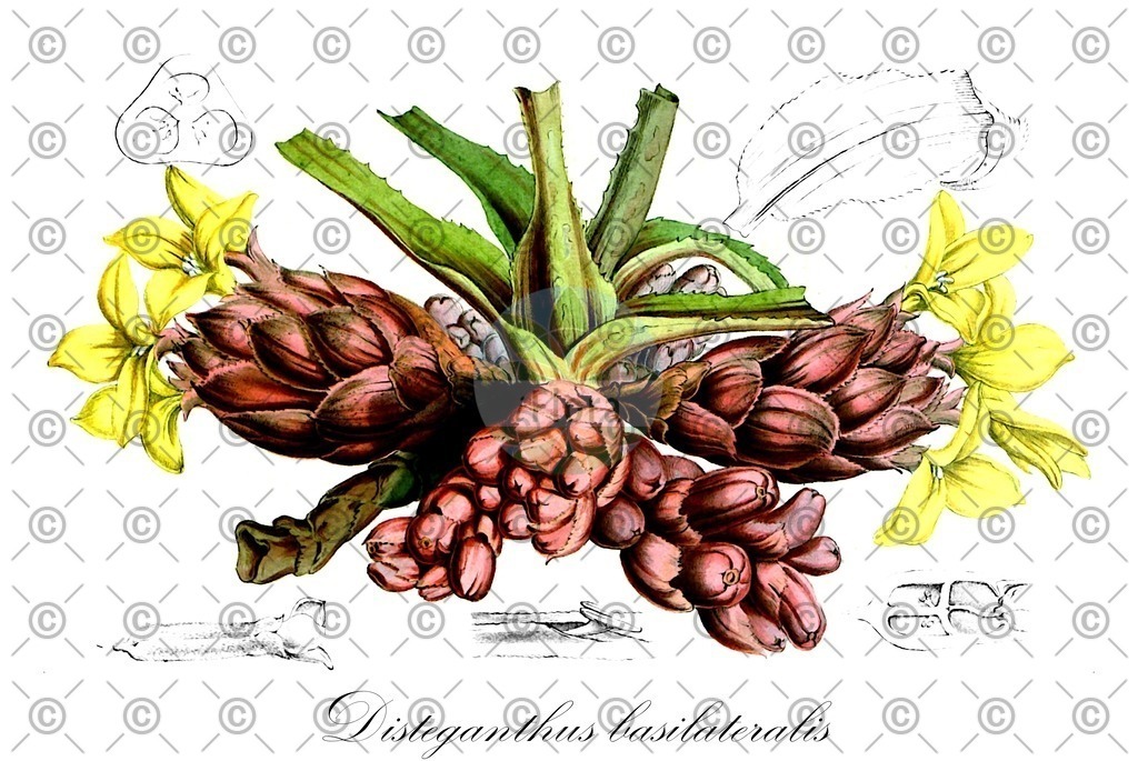 HistAbb_wfo-0000103577_1_ENZY_Simple | Historische Abbildung von Disteganthus basilateralis - Bromeliaceae | Historical Illustration of Disteganthus basilateralis - Bromeliaceae