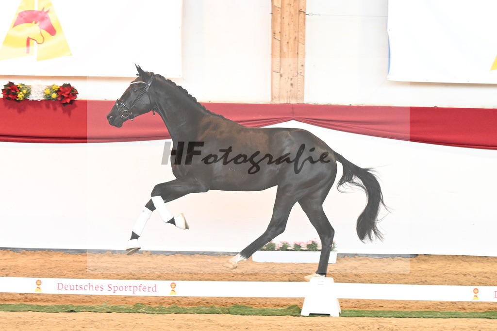 Kat-Nr. 45 Raven x Everdale_Rakelbusch_43230784 | hf-fotografie - Realisiert mit Pictrs.com