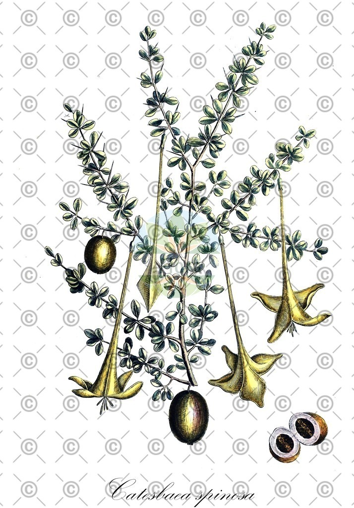 HistAbb_wfo-0000590815_1_ENZY_Simple | Historische Abbildung von Catesbaea spinosa - Rubiaceae | Historical Illustration of Catesbaea spinosa - Rubiaceae