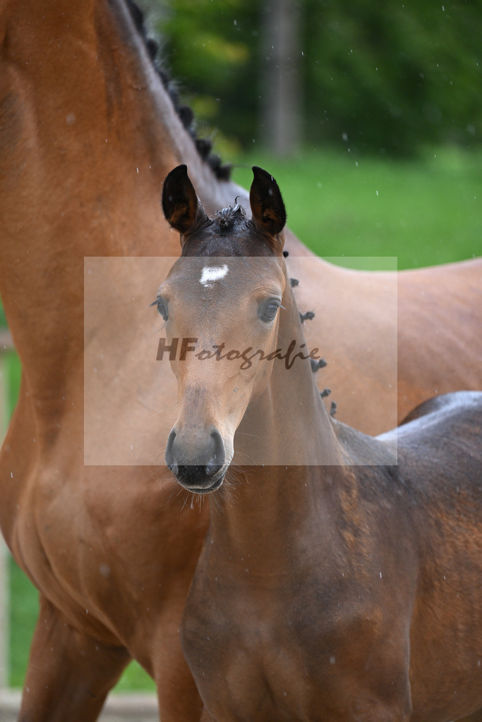 Kat-Nr. 20 SF Comme Prevu_Mayer_25230245 | hf-fotografie - Realizzato con Pictrs.com