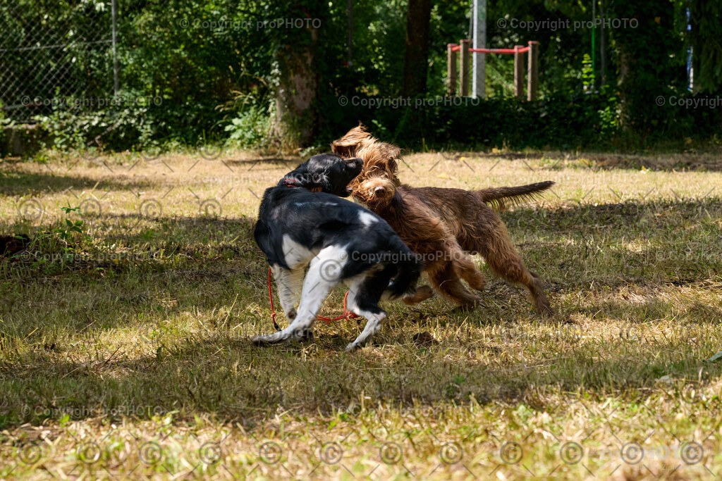 040_202606_Jagthundeführertreffem_NZ9_9461 | proPHOTO - Realisiert mit Pictrs.com