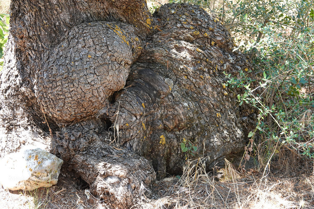 Stories of the Ancient Olive Trees | Ancient Olive Trees