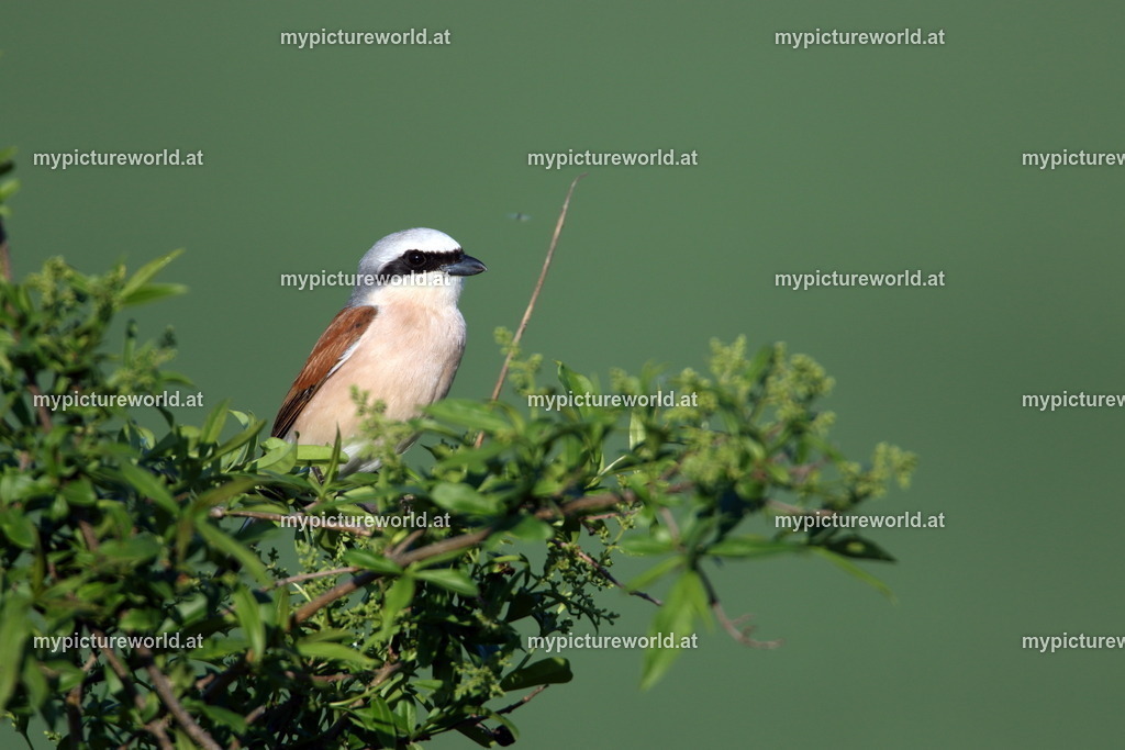 Neuntöter-044 | Das Bilderarchiv über Tiere, Planzen und Landschaften. In der Bilddatenbank finden Sie ein große Auswahl an hochwertigen Bilder für Ihre Werbung - Realized with Pictrs.com