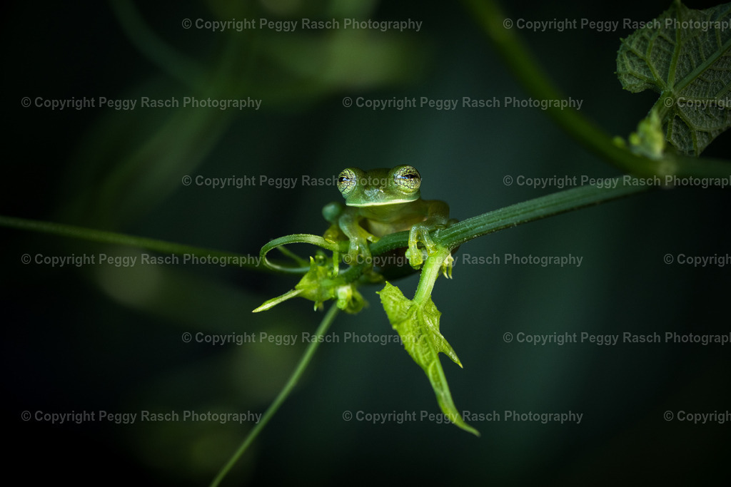 Frösche_Observatory_Lodge_groß (56 von 62) | PeggyRaschPhotography - Realisiert mit Pictrs.com