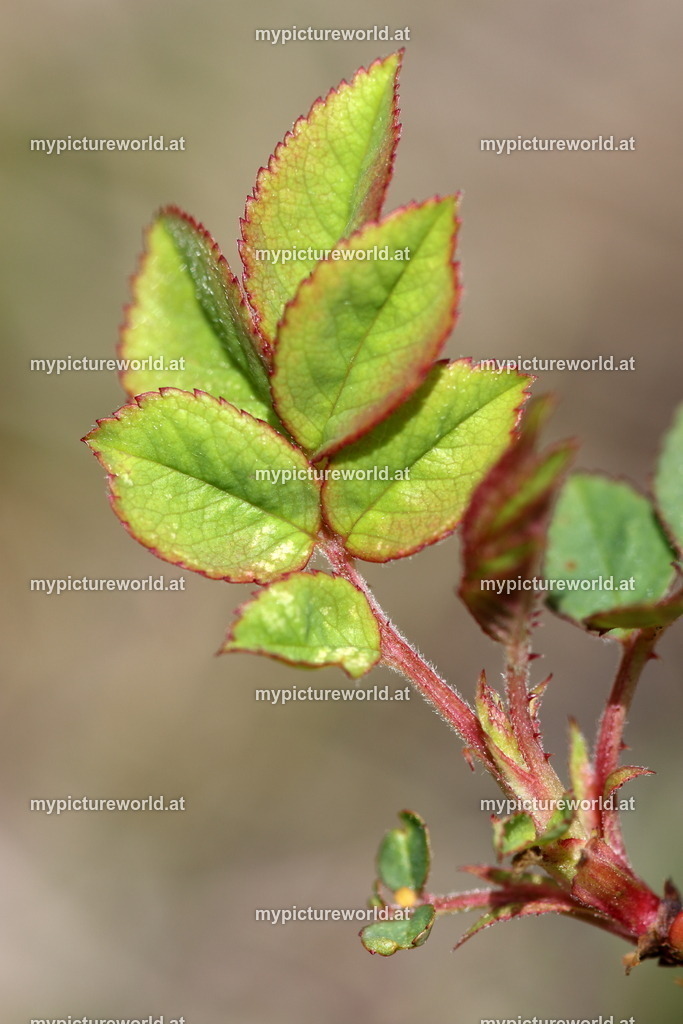 Hundsrose-013 | Das Bilderarchiv über Tiere, Planzen und Landschaften. In der Bilddatenbank finden Sie ein große Auswahl an hochwertigen Bilder für Ihre Werbung - Realisiert mit Pictrs.com