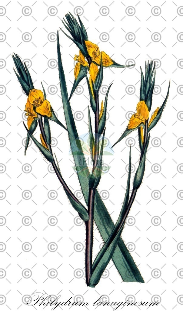 HistAbb_wfo-0000269118_1_ENZY_Simple | Historische Abbildung von Philydrum lanuginosum - Philydraceae | Historical Illustration of Philydrum lanuginosum - Philydraceae