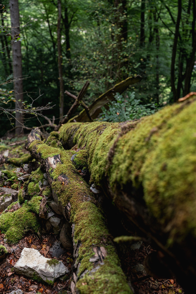 ZD250916095313 | Fotoshop von zweidimensional Fotografie. Ihr Fotograf im Aargau. Abzüge von Ihrem Fotobox Event bestellen.Abzüge von Ihrem Hochzeit bestellen.Abzüge von Ihrem Schulfotograf bestellen.