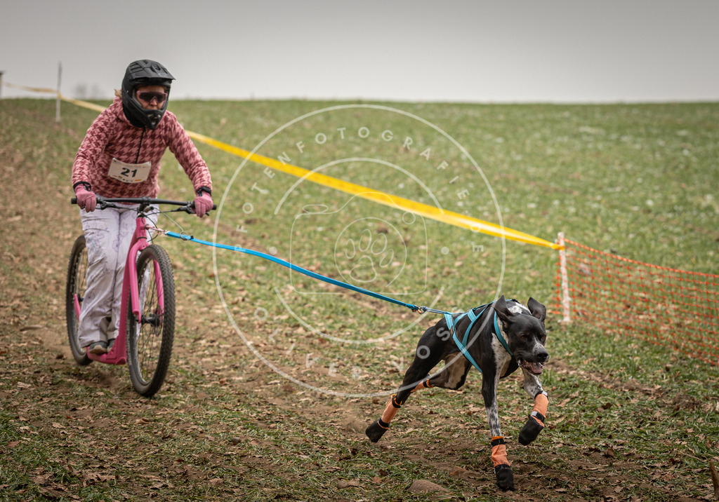 Pfotenfotografie_DV3A3805 | Hundefotografie, Tierfotograf, Pfotenfotografie, Fotoshooting Hund, Hunde Portrait, Hundesport, Hundeportraits, Heideshooting, Hunde, Sportfotograf, Hundefotograf, Turnierhundsport, THS,  - Realisiert mit Pictrs.com