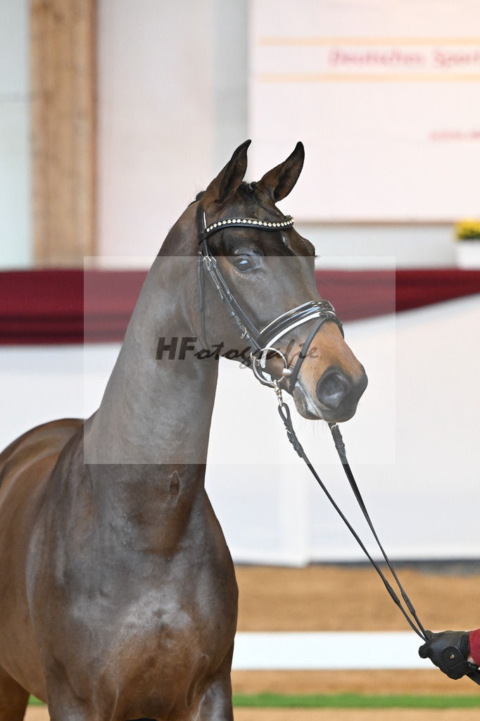 Kat-Nr. 9 v. Bonds_Schmidt_66221685 | hf-fotografie - Realisiert mit Pictrs.com