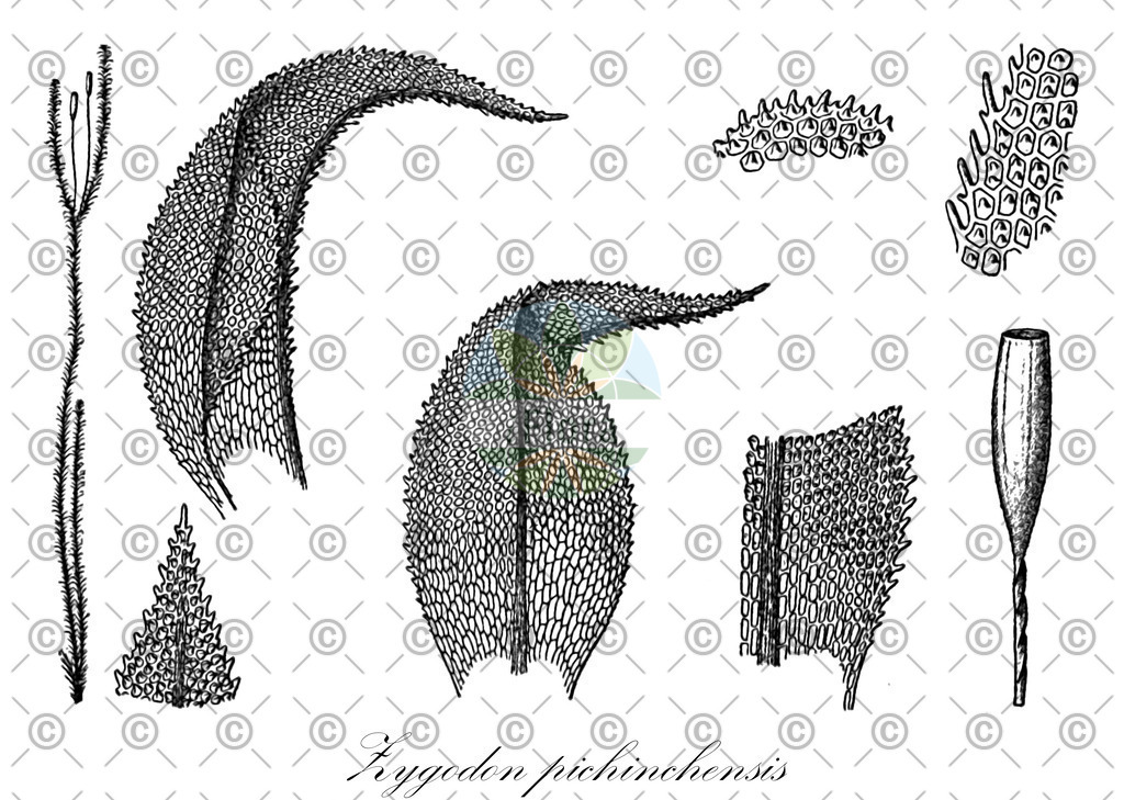HistAbb_wfo-0000335712_2_ENZY_Simple | Historische Abbildung von Zygodon pichinchensis - Orthotrichaceae | Historical Illustration of Zygodon pichinchensis - Orthotrichaceae