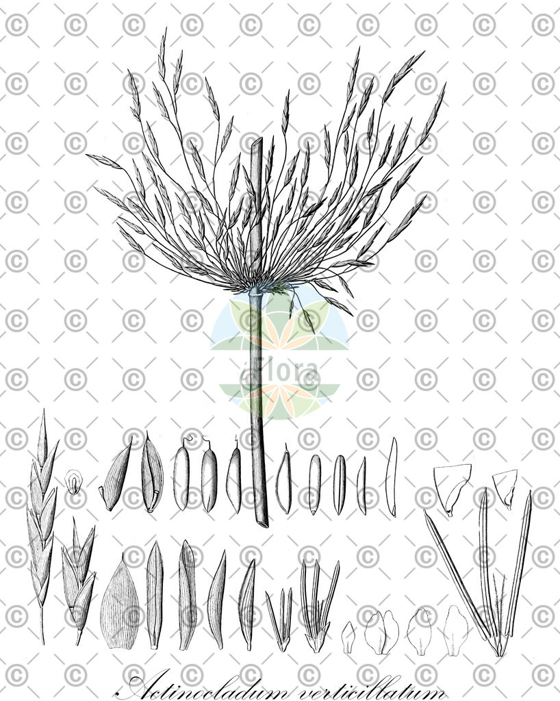 HistAbb_wfo-0000841439_2_ENZY_Simple | Historische Abbildung von Actinocladum verticillatum - Poaceae | Historical Illustration of Actinocladum verticillatum - Poaceae