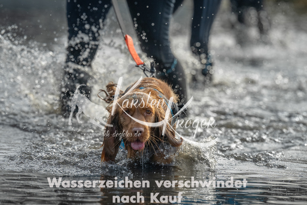 1000_ZZ95378 | kk-dogfotos