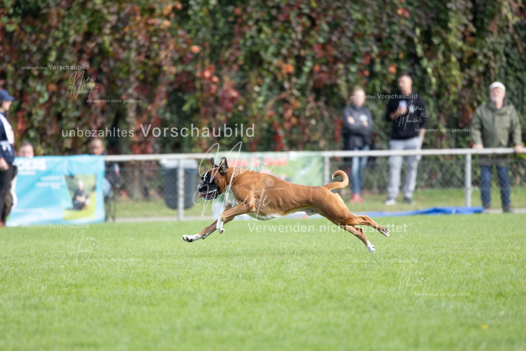 _16A5667 | Einzigartige Fotos von Hunden & Menschen –Actionfotos, Portraits, Vereinsaufnahmen & Paarshootings – authentisch, lebendig & mit Herz.