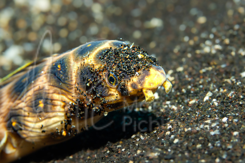 Myrichthys maculosus | Flecken-Schlangenaal - Realisiert mit Pictrs.com