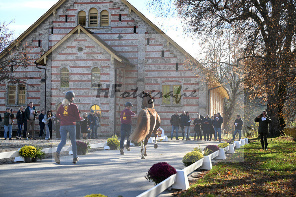 Kat-Nr. 22 Secret x Revolution_Gestuet Greim_47251001 | hf-fotografie - Realisiert mit Pictrs.com