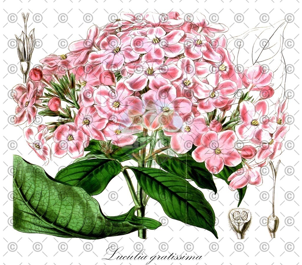 HistAbb_wfo-0001063014_1_ENZY_Simple | Historische Abbildung von Luculia gratissima - Rubiaceae | Historical Illustration of Luculia gratissima - Rubiaceae
