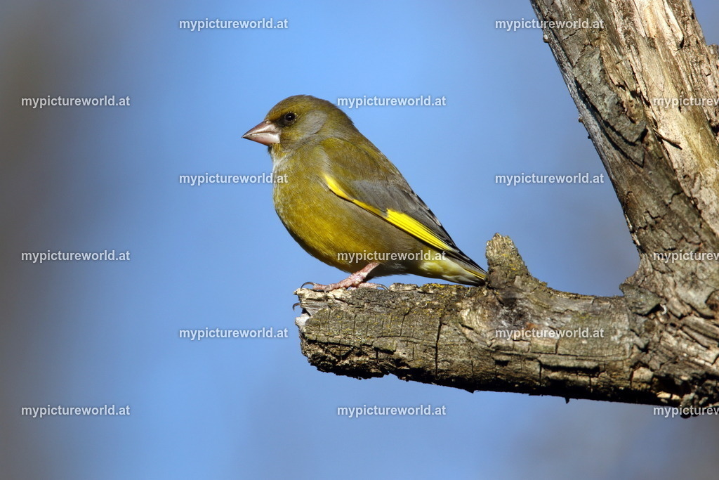 Grünling-030 | Das Bilderarchiv über Tiere, Planzen und Landschaften. In der Bilddatenbank finden Sie ein große Auswahl an hochwertigen Bilder für Ihre Werbung - Realized with Pictrs.com