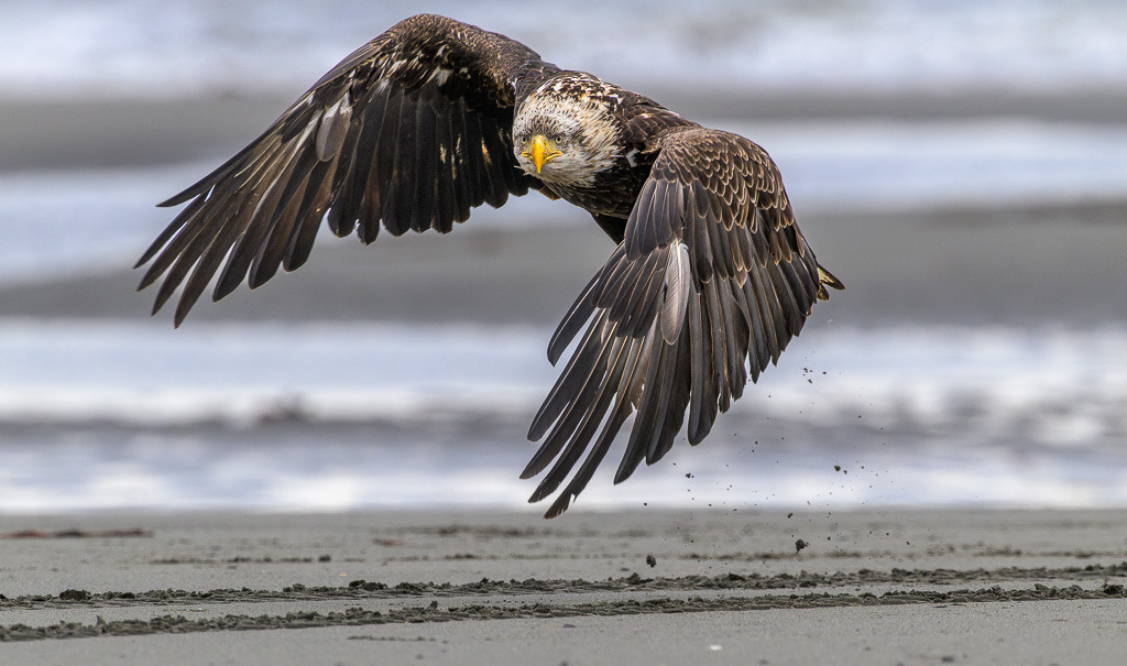 Alaska | Anchor Pont. Weißkopfseeadler am Strand. - Realisiert mit Pictrs.com