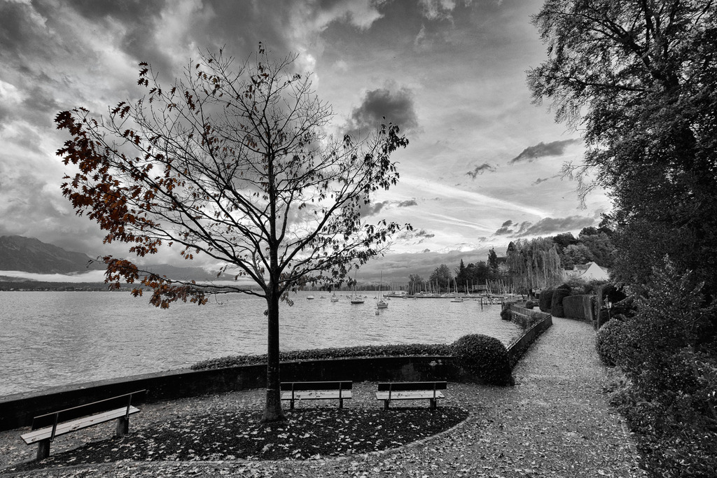 Seeseite | Herbst am Strandweg in Hilterfingen. Der Baum hatte nur noch seeseitig ein paar Blätter, die ich mit Selektivfarben aus dem monochromen Bild herausgehoben habe.
-----------------------------------------------
Autumn on the Strandweg in Hilterfingen. The tree only had a few leaves on the lake side, which I lifted out of the monochrome picture with selective colors.
-----------------------------------------------
Dieser Druck ist in einer limitierten Auflage von 5 Exemplaren erhältlich. 
This print is available in a limited edition of 5 copies. 
http://art.hess.photography/10-seeseite.html - Realisiert mit Pictrs.com
