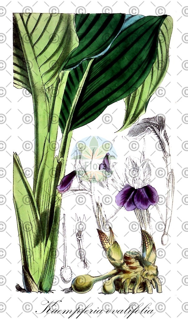 HistAbb_wfo-0000220564_1_ENZY_Simple | Historische Abbildung von Kaempferia ovalifolia - Zingiberaceae | Historical Illustration of Kaempferia ovalifolia - Zingiberaceae