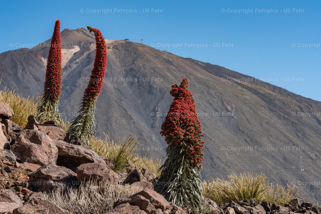 Tajinaste and Mt. Teide, Tenerife | Fehrpics - hochwertige Fotoprodukte rund um Landschaft, Natur, Sterne & Milchstraße. - Realisiert mit Pictrs.com