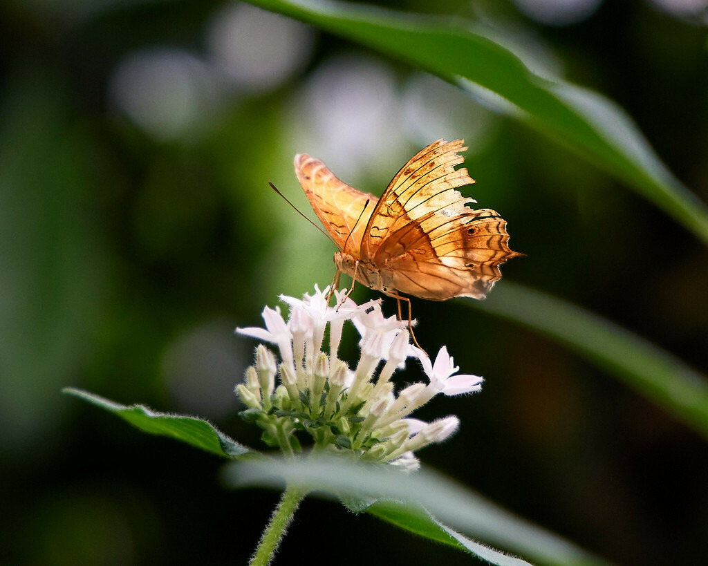 2023_06_22 Mainau (386) | Peter Fridle Fotografie - Realisiert mit Pictrs.com