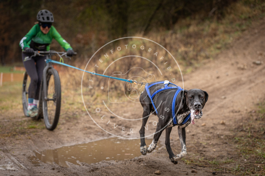 DV3A9347 | Hundefotografie, Tierfotograf, Pfotenfotografie, Fotoshooting Hund, Hunde Portrait, Hundesport, Hundeportraits, Heideshooting, Hunde, Sportfotograf, Hundefotograf, Turnierhundsport, THS,  - Realisiert mit Pictrs.com