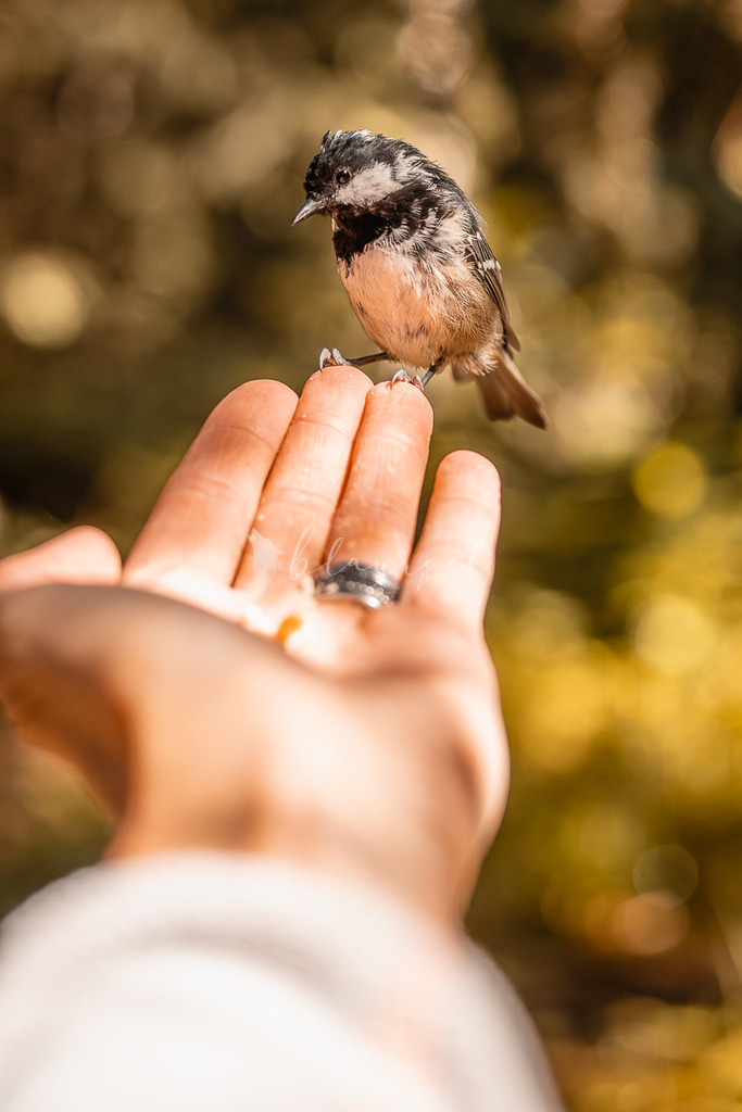 _01A5566 | Sportbilder, Sportfotograf, Hochzeits- und Eventfotografin, Flugshows, Portraits und Tiershooting, Aviation, Downhill, Nationalleague, Swissleague, International