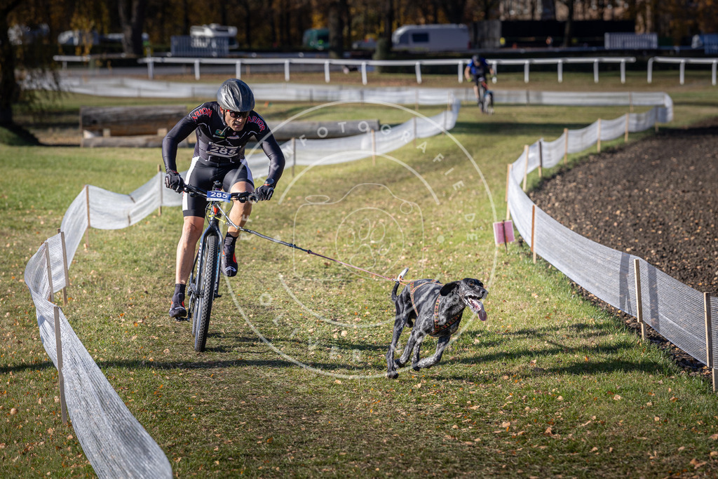 CaniXpix_DV3A5680 | Hundefotografie, Tierfotograf, Pfotenfotografie, Fotoshooting Hund, Hunde Portrait, Hundesport, Hundeportraits, Heideshooting, Hunde, Sportfotograf, Hundefotograf, Turnierhundsport, THS,  - Realisiert mit Pictrs.com