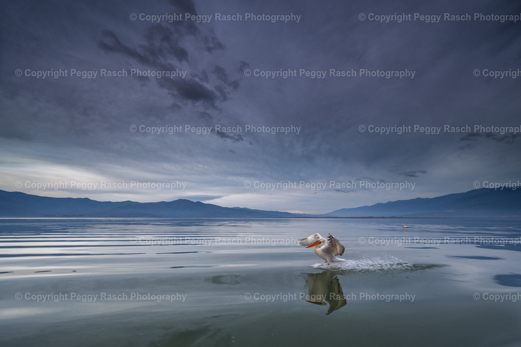 Pelikane weit 2024 (8 von 9) | PeggyRaschPhotography - Realisiert mit Pictrs.com