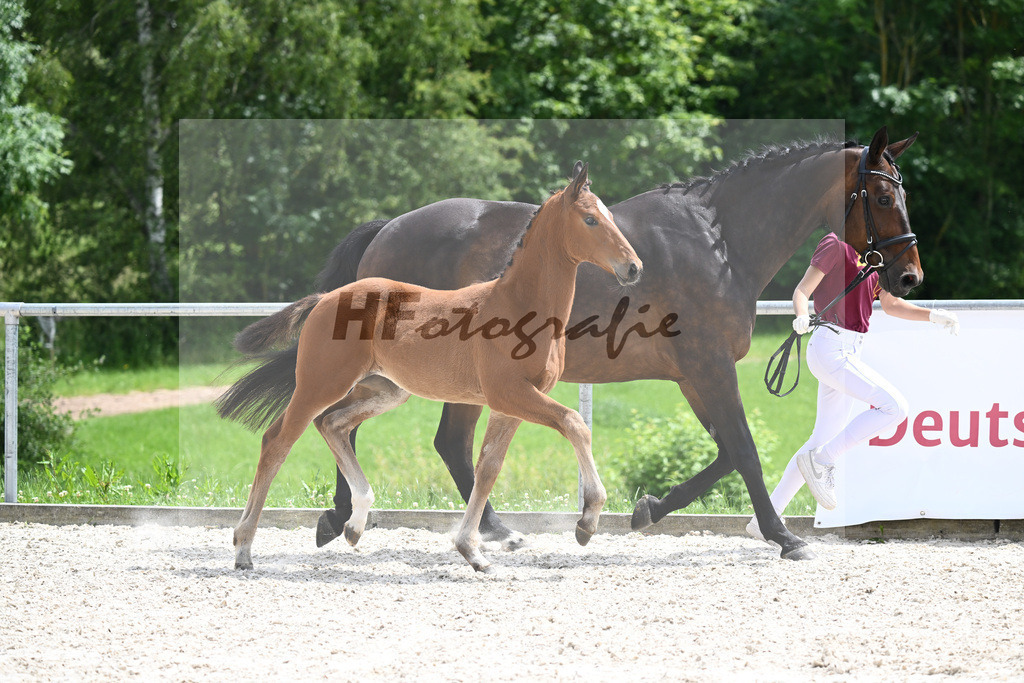 Viva Vitalis x Locksley III_SF_Ochs_20240475 | hf-fotografie - Realizzato con Pictrs.com
