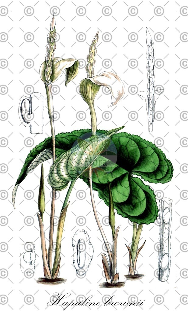 HistAbb_4TBZ_1_ENZY_Simple | Historische Abbildung von Hapaline brownii - Araceae | Historical Illustration of Hapaline brownii - Araceae