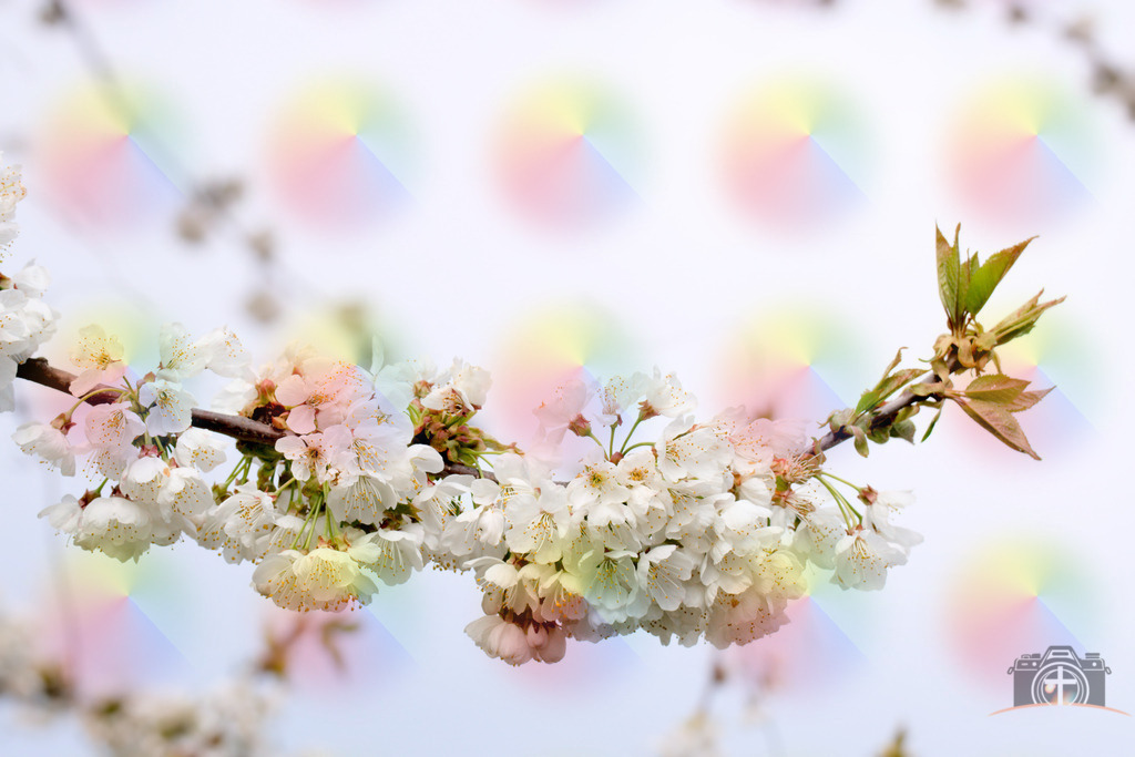 OB-Kirschblüte-0001 | Entdecken Sie eine vielfältige Auswahl individueller Fotos zum Kauf auf picturalux.de. Finden Sie hochwertige Bilder für Ihre Projekte, die Ihre Botschaft perfekt unterstreichen. Stöbern Sie jetzt und verleihen Sie Ihren Inhalten das gewisse Etwas! - Realisiert mit Pictrs.com