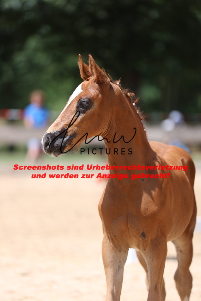 Fohlenschau_Schwäbisch_Hall_springbetonte_Fohlen_KN 22_13 | lmwpictures - Realisiert mit Pictrs.com