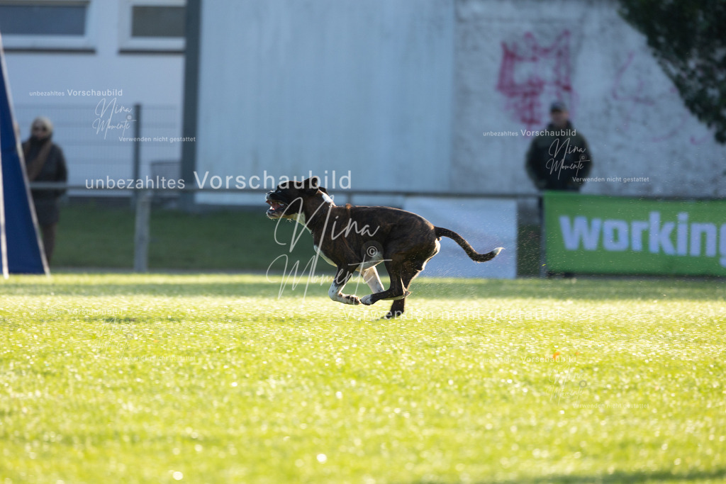 _16A6151 | Einzigartige Fotos von Hunden & Menschen –Actionfotos, Portraits, Vereinsaufnahmen & Paarshootings – authentisch, lebendig & mit Herz.
