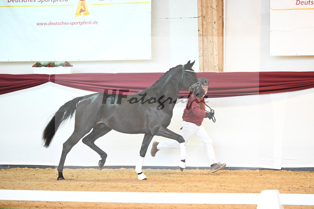 Kat-Nr. 6 v. Bohemian_Albert_66221508 | hf-fotografie - Realisiert mit Pictrs.com