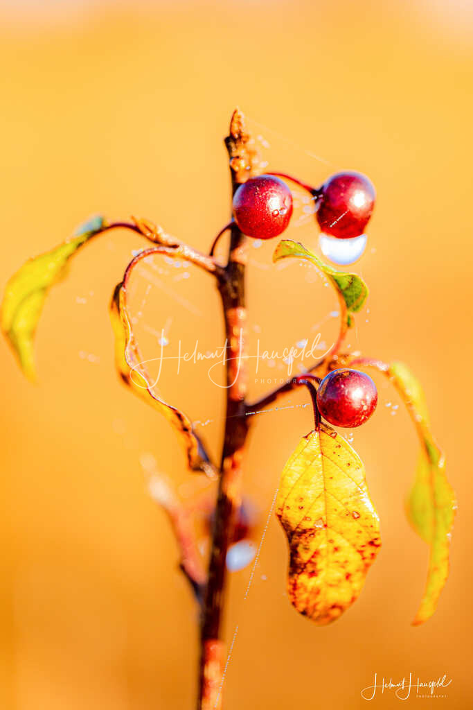 DSC04276 | Landschaftsfotografie, Naturfotografie - Realisiert mit Pictrs.com