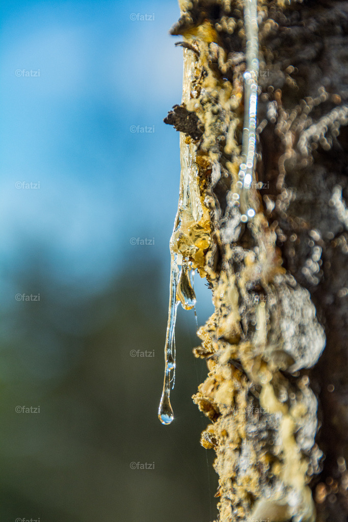 Wald Baumharz Rinde_Ok18_141508-k | Fatzi Bilder-Archiv! 
Die Bilder sind für private Nutzung lizenzfrei. Die kommerzielle Nutzung ist möglich und erwünscht, jedoch bitte ich um vorherige Kontaktaufnahme per E-Mail (info@fatzi.at) oder unter +43 650 7828269 - Realisiert mit Pictrs.com