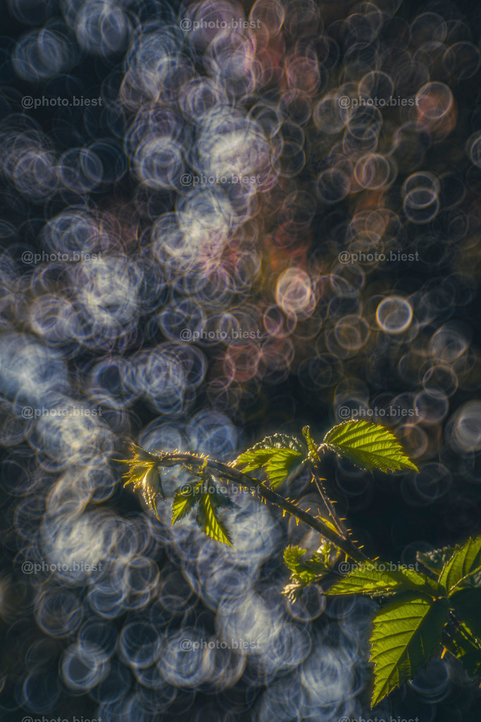 Dornen und Bubbles | Eine stachelige Pflanze samt Bubblebokehhintergrund. - Realisiert mit Pictrs.com