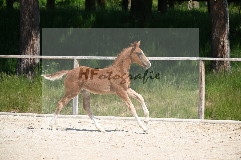 Don Schufro x Don Massimo_HF_Aumer_10250168 | hf-fotografie - Realizzato con Pictrs.com
