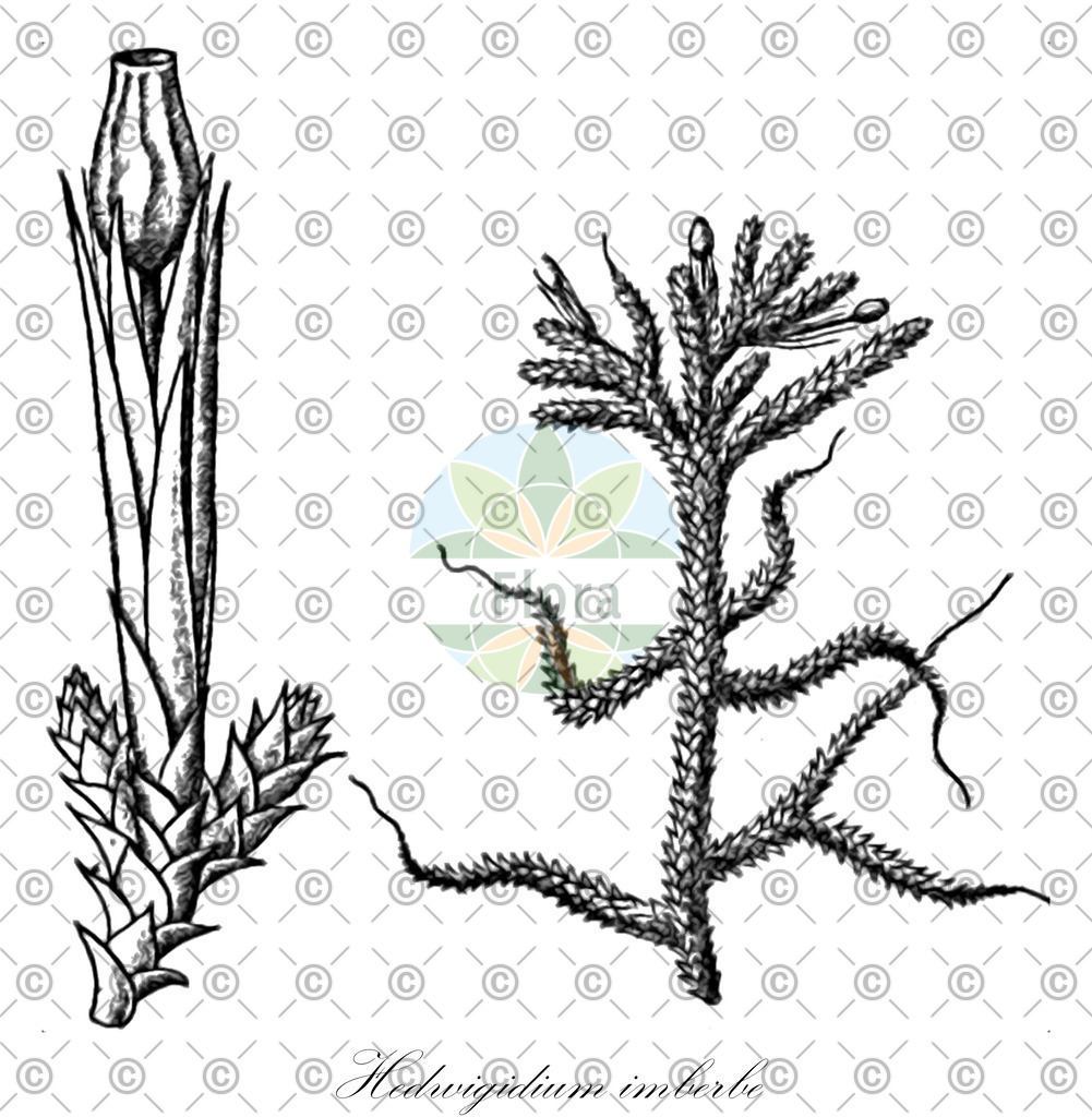 HistAbb_wfo-0000716601_2_ENZY_Simple | Historische Abbildung von Hedwigidium imberbe - Hedwigiaceae | Historical Illustration of Hedwigidium imberbe - Hedwigiaceae