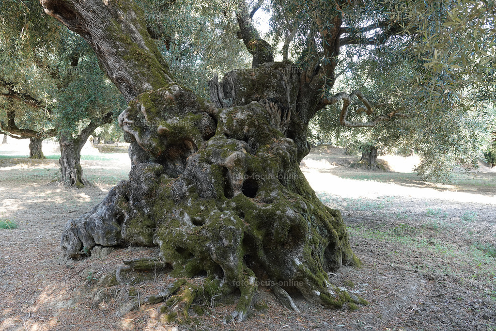 Stories of the Ancient Olive Trees | Ancient Olive Trees
