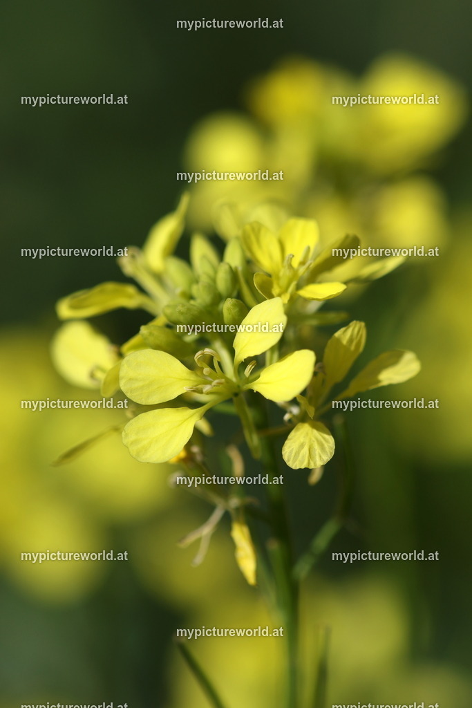 Ackersenf-001 | Das Bilderarchiv über Tiere, Planzen und Landschaften. In der Bilddatenbank finden Sie ein große Auswahl an hochwertigen Bilder für Ihre Werbung - Realized with Pictrs.com