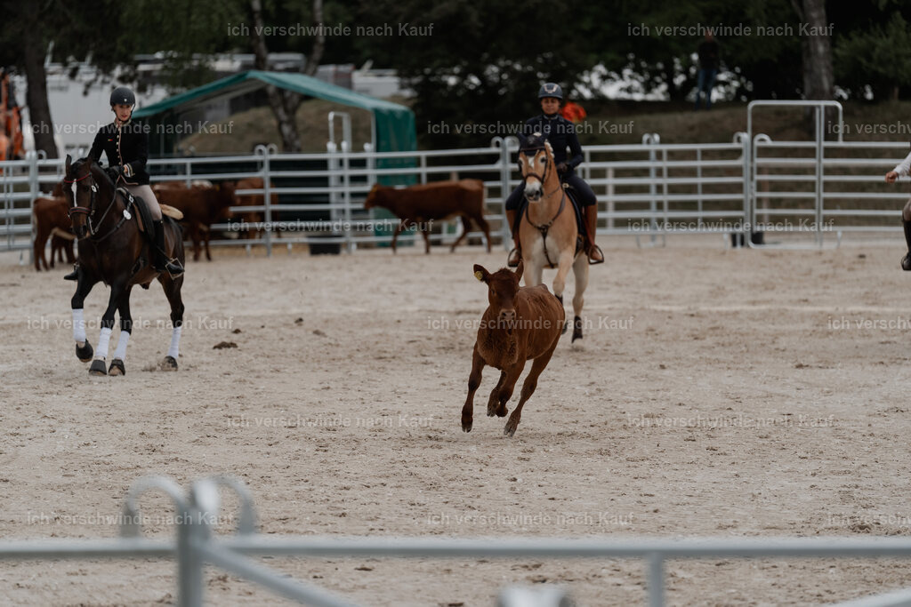 WE__Stoib_Rinder_PI2025_3004 | Pferd International München 2025