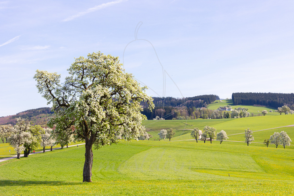 Birnbaumbluete_Mostviertel_2024_Mostdirn_Irmgard_Wieser-9086 | Ihre Fotografin im Lungau, ihre Fotografin im Mostviertel, Wandbilder Onlineshop, Imagefotos für Ihr Unternehmen,  - Realisiert mit Pictrs.com