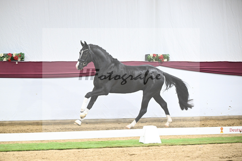 Kat-Nr. 130 Don Romance x Christ_Corinna Raedecke_47254121 | hf-fotografie - Realisiert mit Pictrs.com